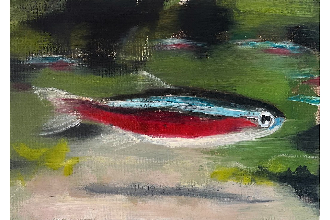 "Tetra cardinal" oilpaint 13x18cm 2022