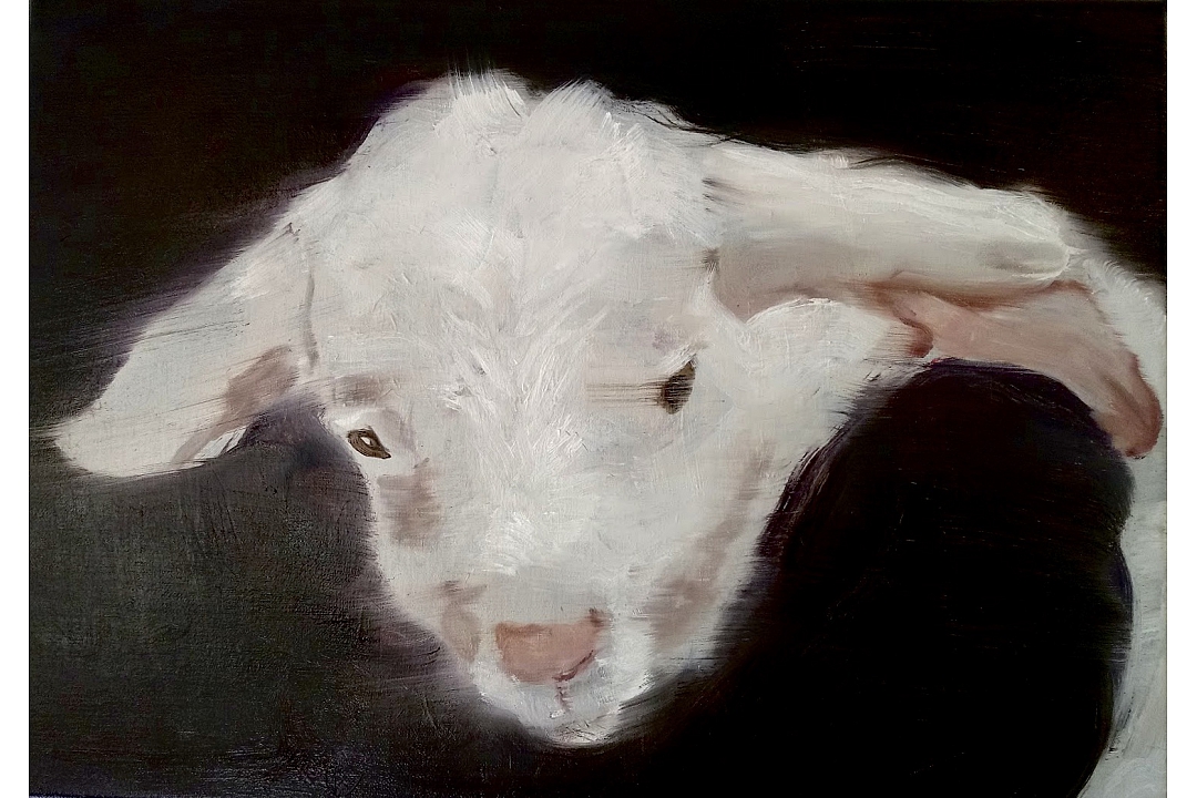 "The Unwilling Sheep" oilpaint 30 x 40 cm 2020
