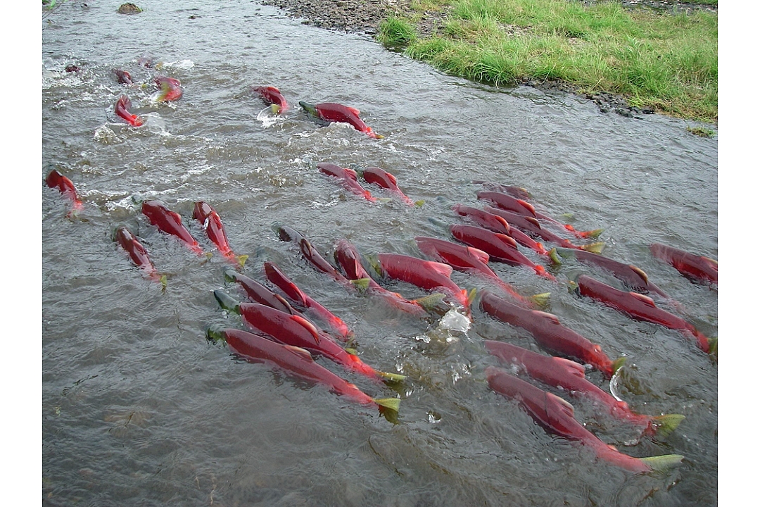 " Salmon Domus Salar"  or how to create breeding grounds